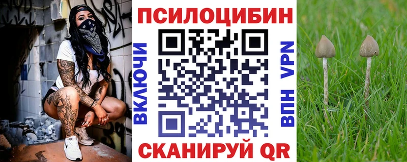 купить   Светлогорск  Галлюциногенные грибы Psilocybe 